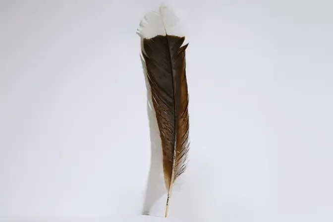 Rare Feather Tickles a Collector’s Fancy, Selling for Record $46,500