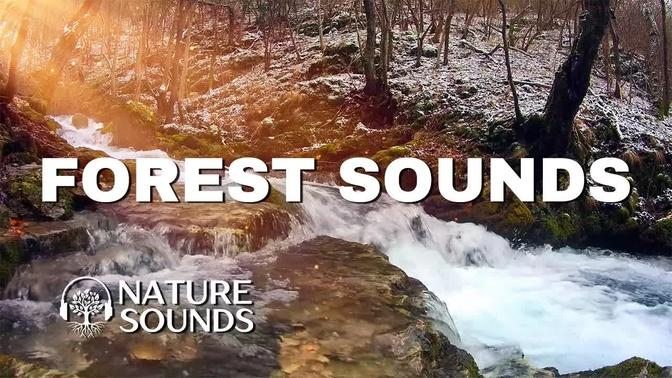 Nature Sounds Forest Sounds Bird Sounds Waterfall Nature Relaxing Sounds Water Sounds