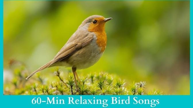 Bird Sounds | Bird Songs without Music | Mindfulness Meditation | Positive Morning | Stress Relief