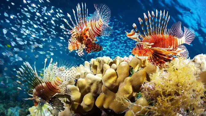 Top 7 Most Beautiful Predatory Aquarium Fish