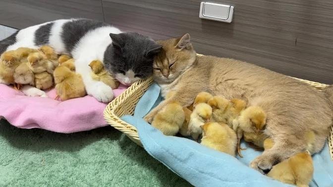 The two kittens are qualified chick mothers, and the kittens help the hen take care of the chicks👍
