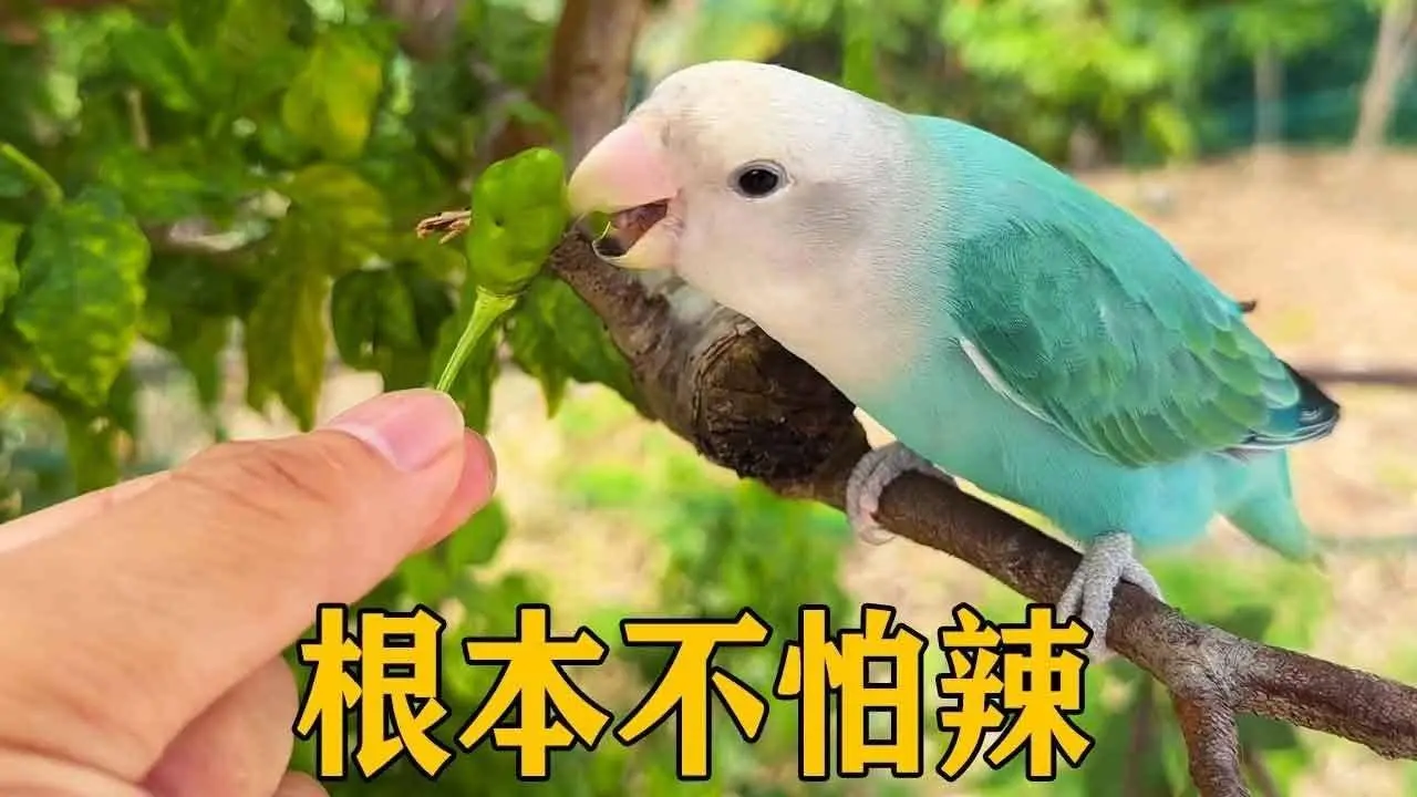 小硬蛋总是跟我的手机壳过不去，涂上辣椒汁液它竟然根本没感觉，真的没有办法可以制止它吗？【叁伍萌宠】