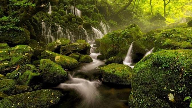 Relaxing Forest Stream _ Relaxing Nature Sounds _ Forest Water Stream Live Stream HD (2022)