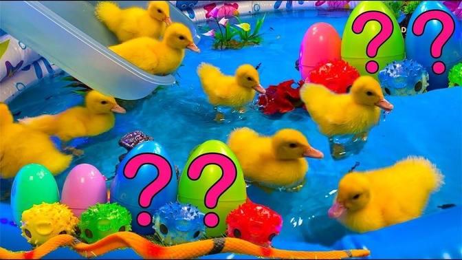 Colorful Aquarium | Baby Ducks Ducklings, Frog, Snake, Koi Fish - cute baby animals videos