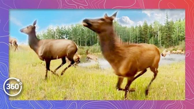 Stampeding Elk Have a Pool Party | Wildlife in 360 Meta VR