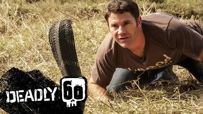 Awesome King Cobra | Deadly 60 | BBC Earth Kids