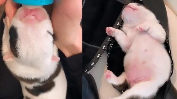 Amazing Rescue 2 Tiny Dogs Only 1 Week Old Survival Without Mom