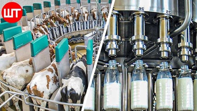 How Milk Is Made | Modern Dairy Farm Technology | Food Factory
