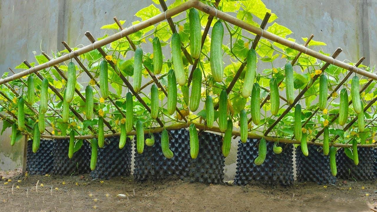 Growing cucumbers this way will yield quick harvests, lots of fruit and very crispy fruit