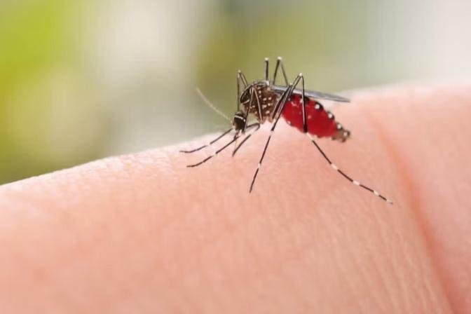 Mosquitoes Can Spread the Flesh-Eating Buruli Ulcer. Here’s How You Can Protect Yourself