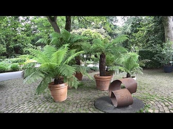 Hardy Exotics   Foliage Plants at Arboretum Kalmthout