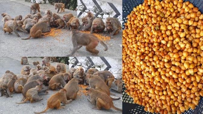 Feeding gram to a family of monkeys || monkey feeding