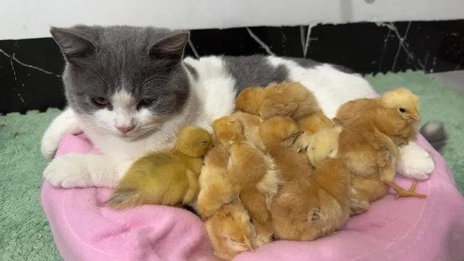 Kitten and duckling chick sleep together!  Chick and Duck Kitty Life