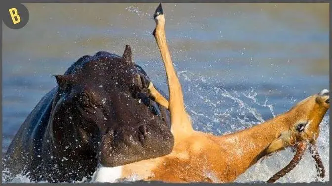 15 Veces Que Los Animales Tuvieron La Suerte De Su Lado
