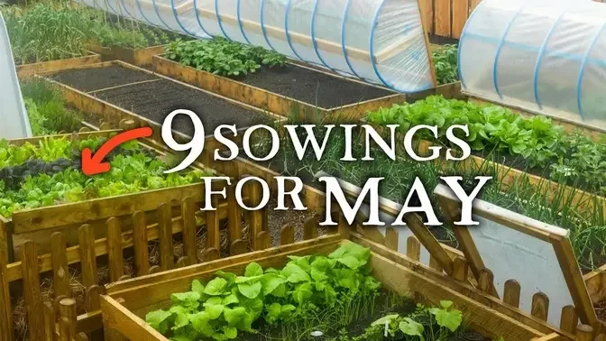 9 Crops To Prioritize Sowing in May for Self-Sufficiency