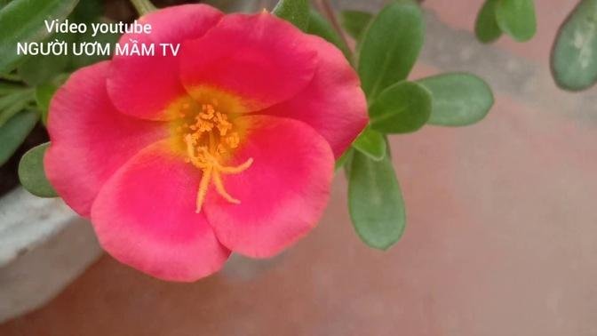 Khoảnh Khắc Hoa Nở Đẹp • Beautiful flowers - Amazing nature - Blooming flowers