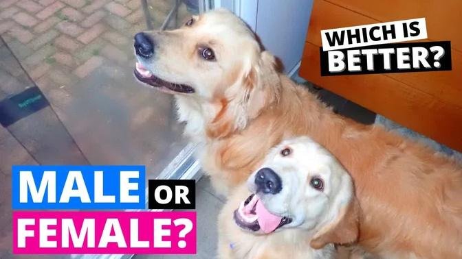 Male vs Female Golden Retrievers： How they are Different？