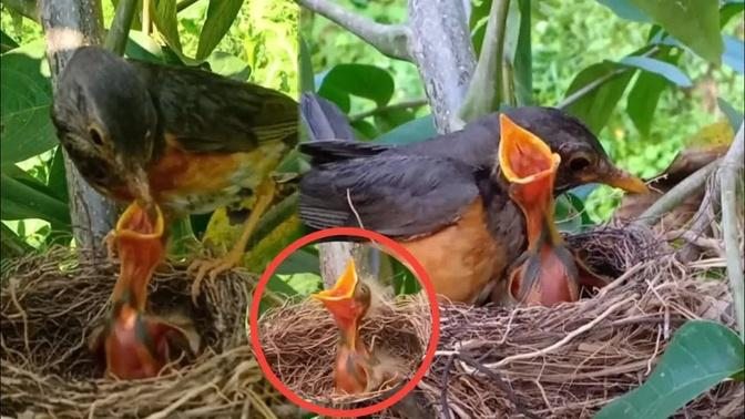 American robin Birds - Mother bird takes care of the baby in the nest [ Review Bird Nest ]