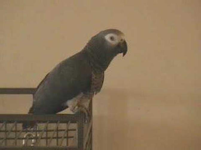 Amazing! Tui the Talking African Grey Parrot An intelligent conversation