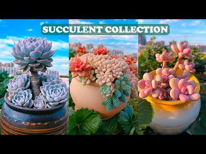 Colorful Succulent Collection_ Bộ Sưu Tập Sen Đá Đầy Màu Sắc_ 多肉植物_ 다육이들 _ Suculentas.