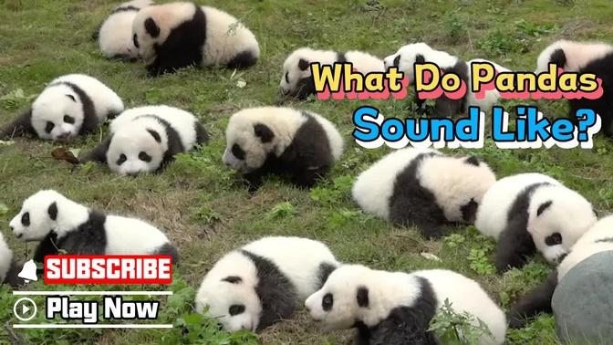 What Do Pandas Sound Like? | iPanda