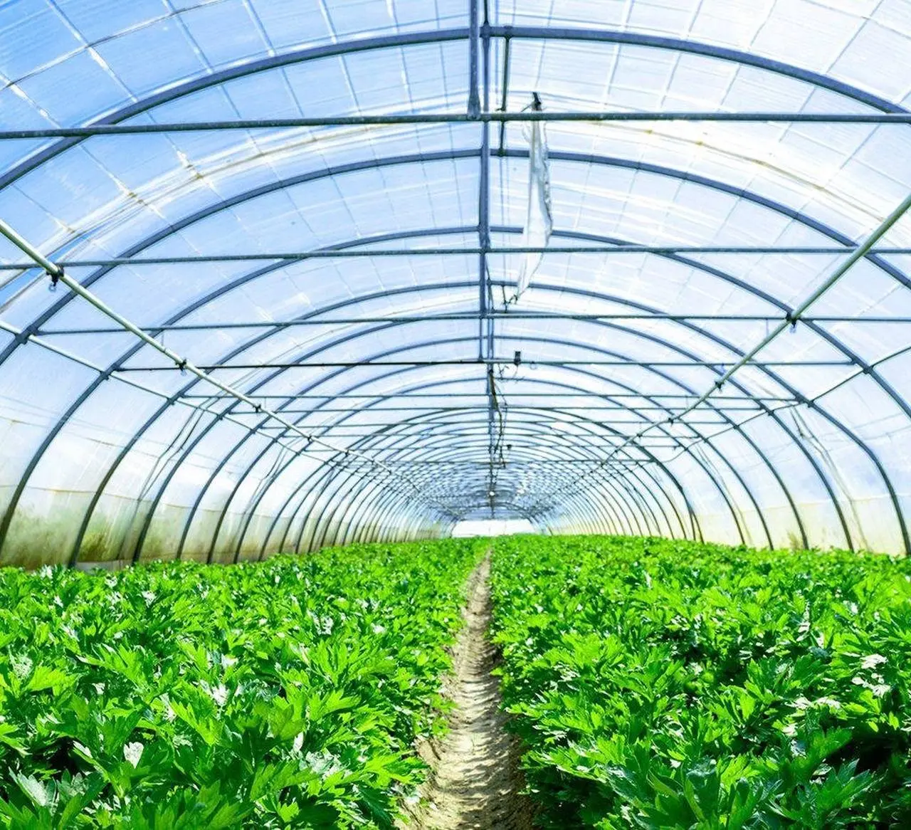 Agricultural Films Market Latest Trends, COVID 19 Impact Analysis, Key Drivers and Future Demand Forecast 2032