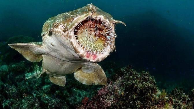 5 Real Sea Monsters Caught on Camera | Videos | Beauty of Ocean | Gan ...