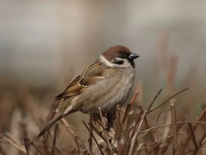 1958: Mao Zedong’s War on Sparrows