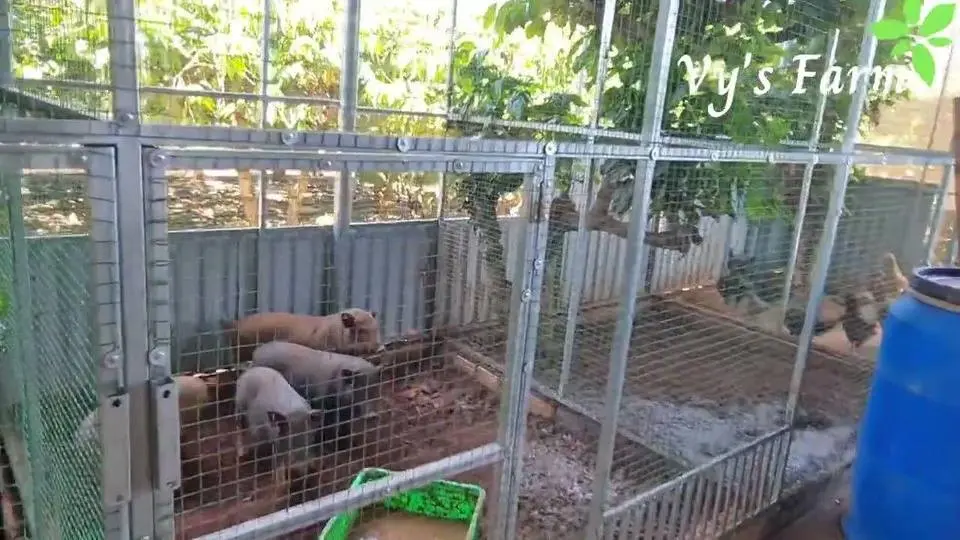 Trang trại nuôi Chim trĩ, Heo Rừng ở Gia Lai| Sắp hoàn thiện| Vy's farm