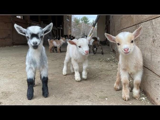 24 Curious goat kids