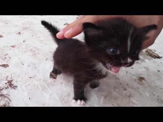 The kitten cannot eat. just learning to eat