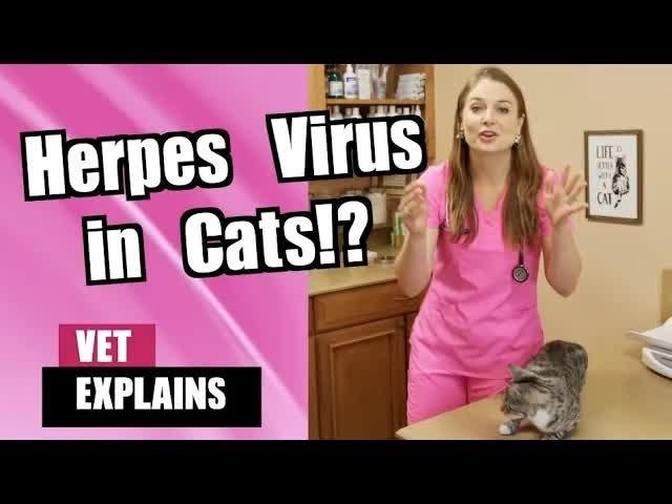 Is it contagious to humans feline herpes virus in cats veterinarian