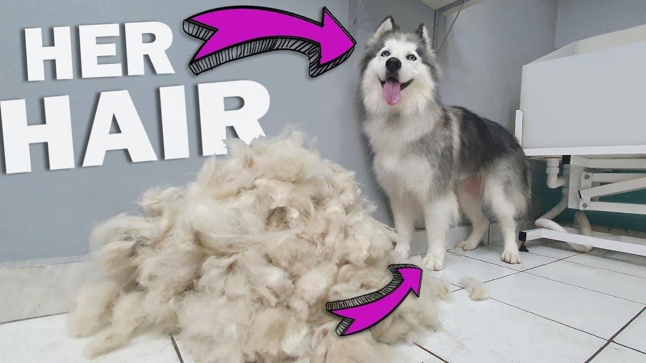 HUGE UNDERCOAT REMOVAL - Neglected Husky Grooming (BQ)