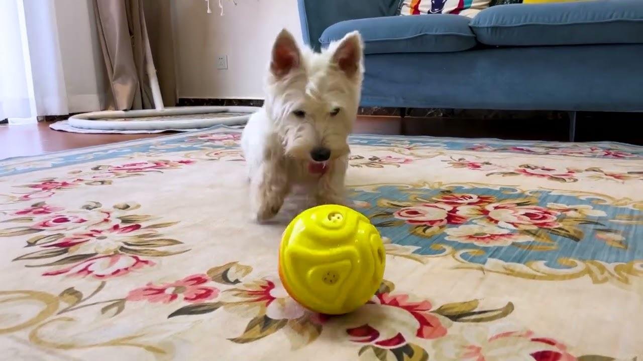 The Funny Squeaky Chew Ball is a delightful and entertaining toy designed for dogs of all sizes