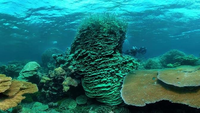 Palmyra Atoll 360° | Videos | life of sea creatures | Gan Jing World