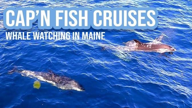 Cap'n Fish Cruises： Whale Watching in Boothbay Harbor, Maine