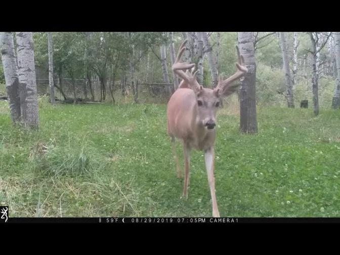 Montana Trail Camera: Big Whitetail Bucks, Mountain Lion, Bears, Red Fox and Moose!