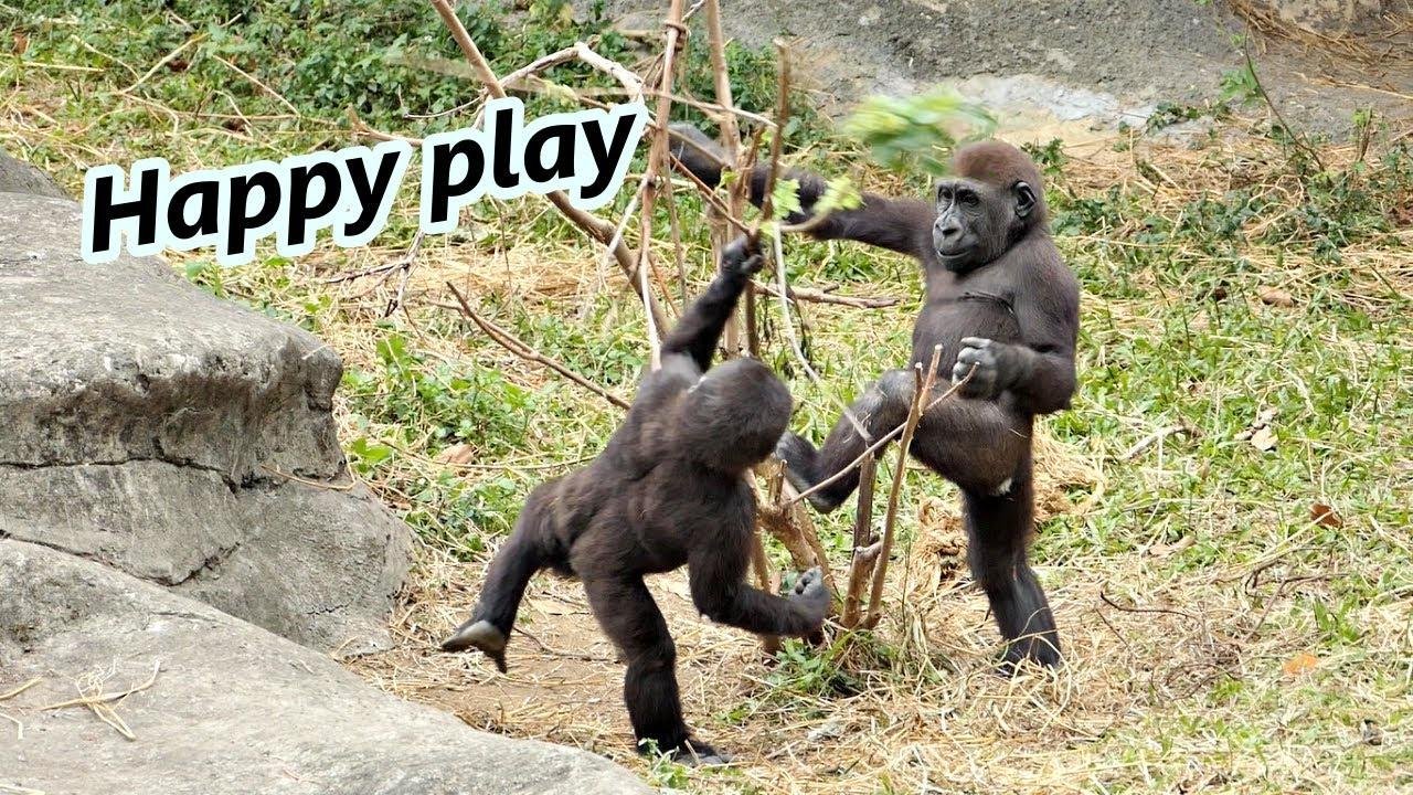 Little gorilla Jabali and Ringo happy play time / 小大猩猩兄弟Jabali & Ringo開心地玩耍