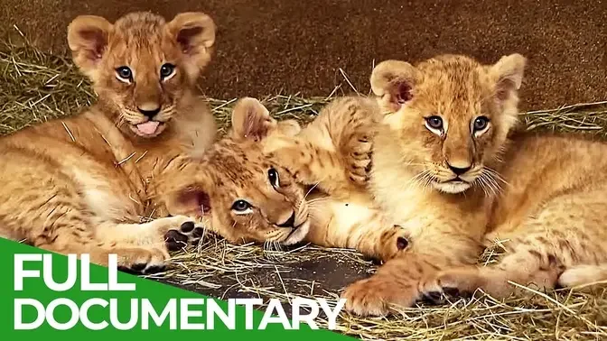 Baby Animals Discovering Their World _ Episode 2 _ Free Documentary Nature