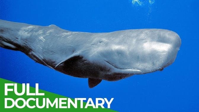 Sperm Whales - Titans of the Deep _ Free Documentary Nature