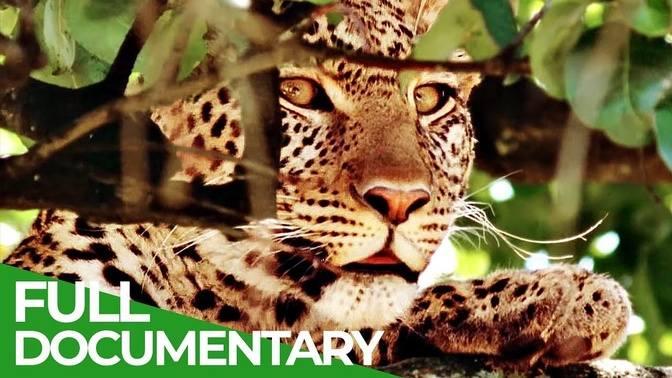 Perfect Camouflage _ Wild Ones _ Episode 9 _ Free Documentary Nature