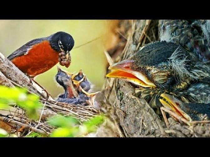 Baby Robins from hatching to leaving the nest [Review BabyBird HD] #birds #nest #babybird #anim