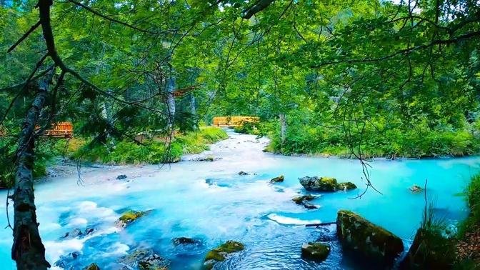Zen Nature Sounds 15 Minutes _ Relaxing Forest Stream With Water And Nature Sounds 2020