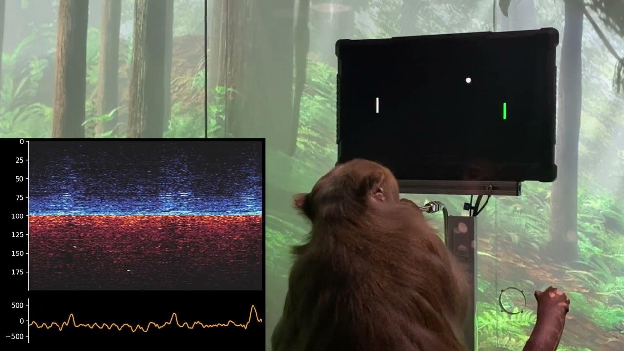 Monkey MindPong Picture-in-Picture