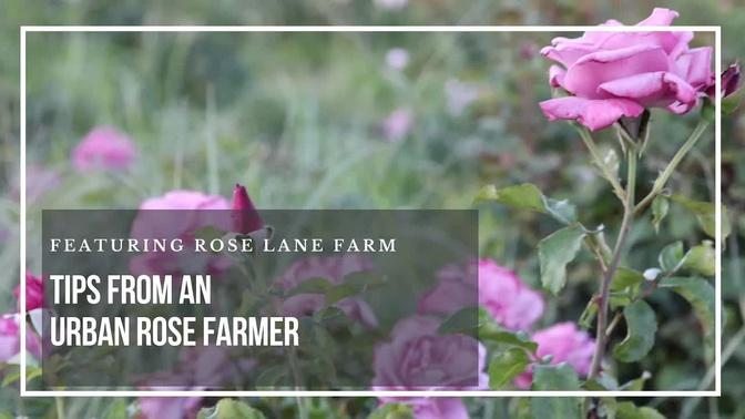 Tips from an urban rose farmer. How to grow roses.