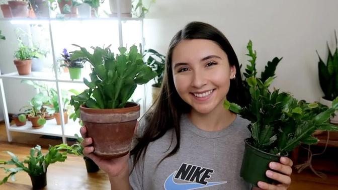 4 How To Care Of All Holiday Cactus Types (Christmas, Easter, ThanksGiving) + Propagation