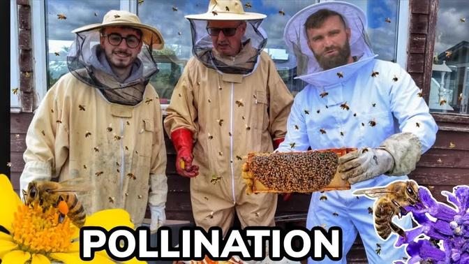 Pollination and Fertilisation | Surrounded by Millions of Stinging Bees