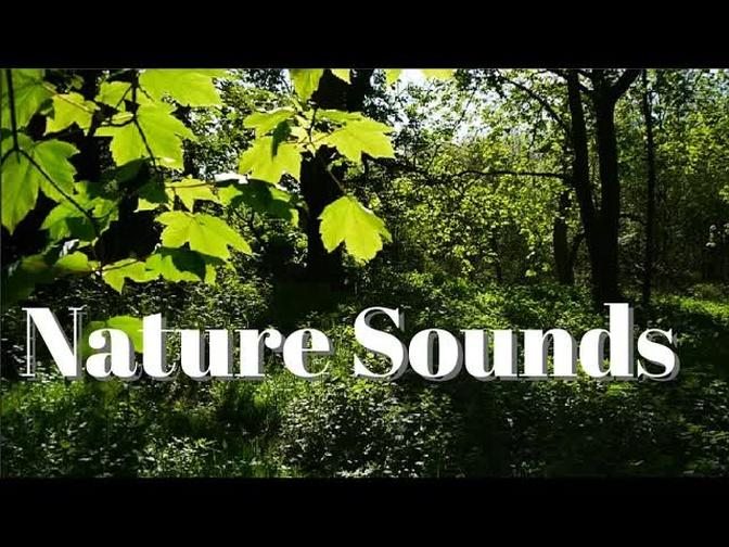 Nature sounds the forest birds singing insects relaxation meditation ...