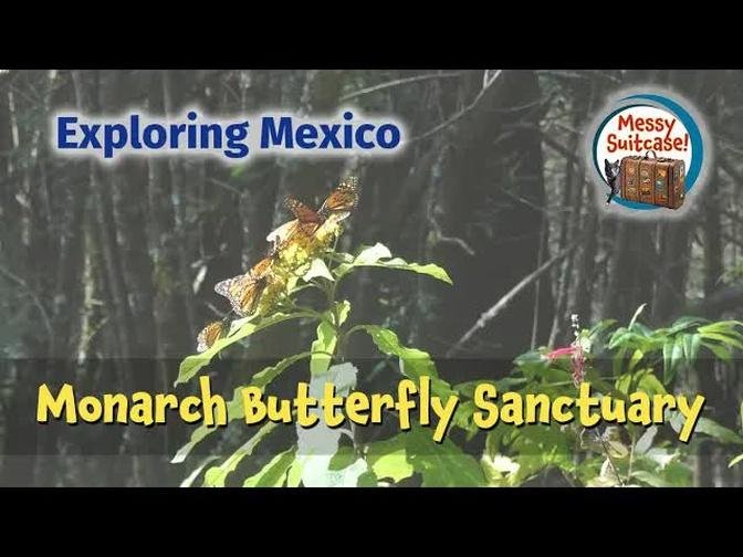 Piedra Herrada Monarch Butterfly Sanctuary