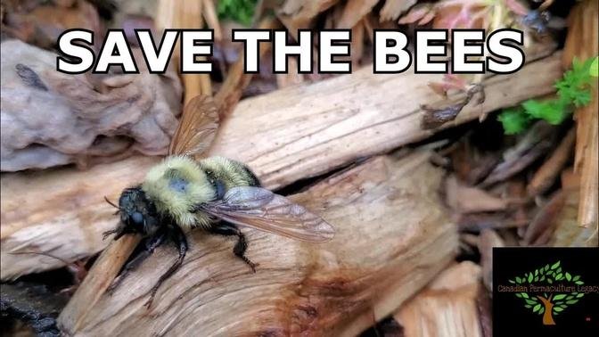 Save the bees - Bob's story